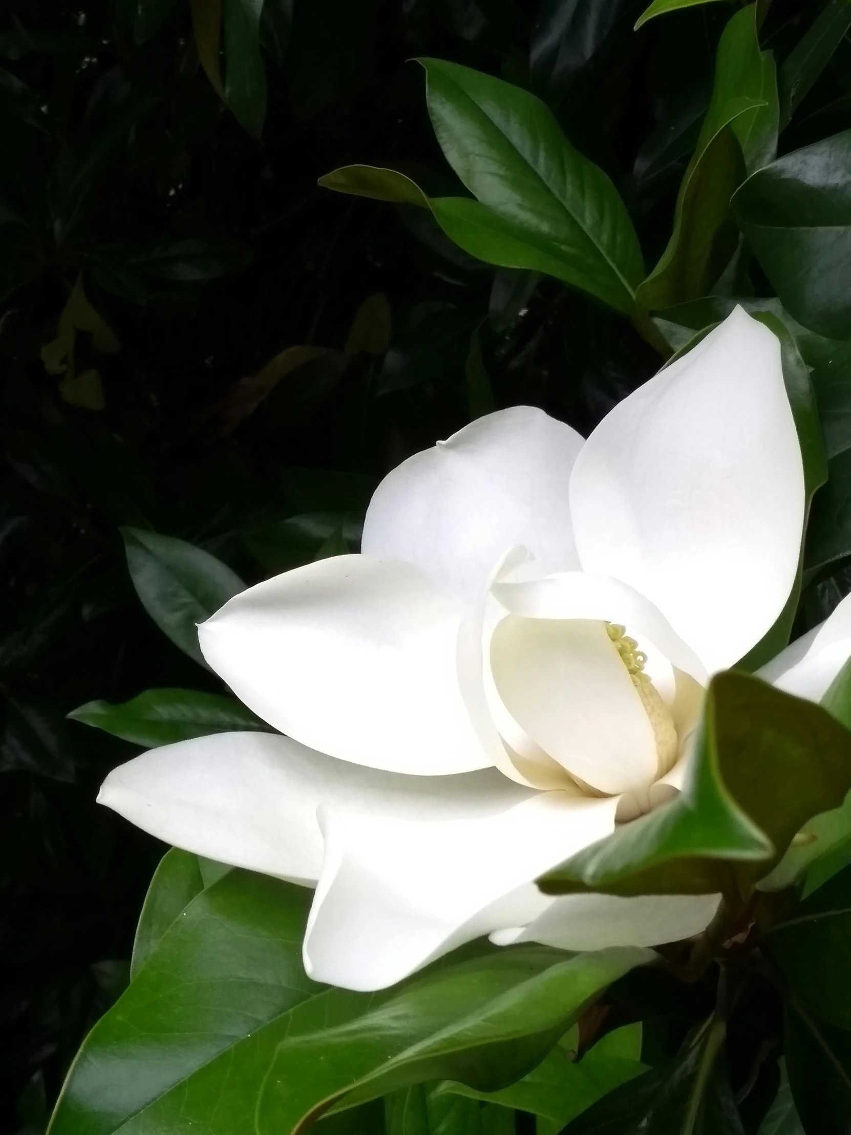 an open flower with lots of green leaves on it