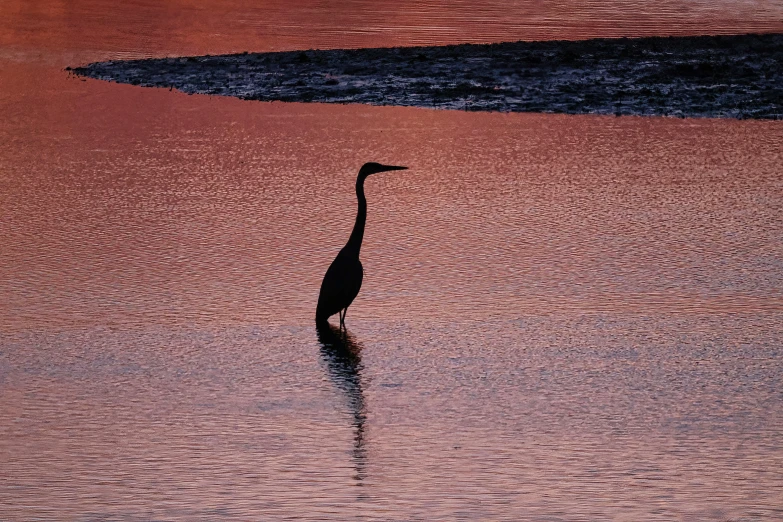 a bird stands in shallow water near the shoreline