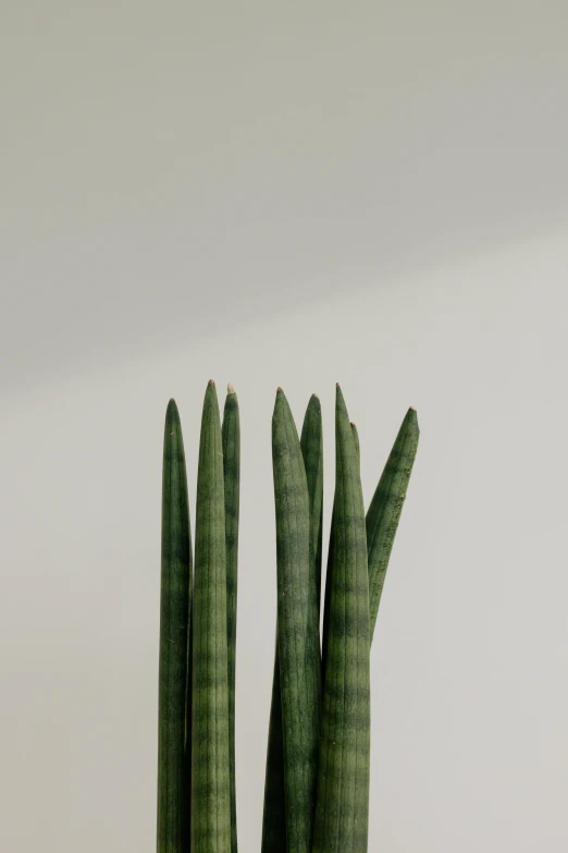 a green potted plant next to the top of a cactus