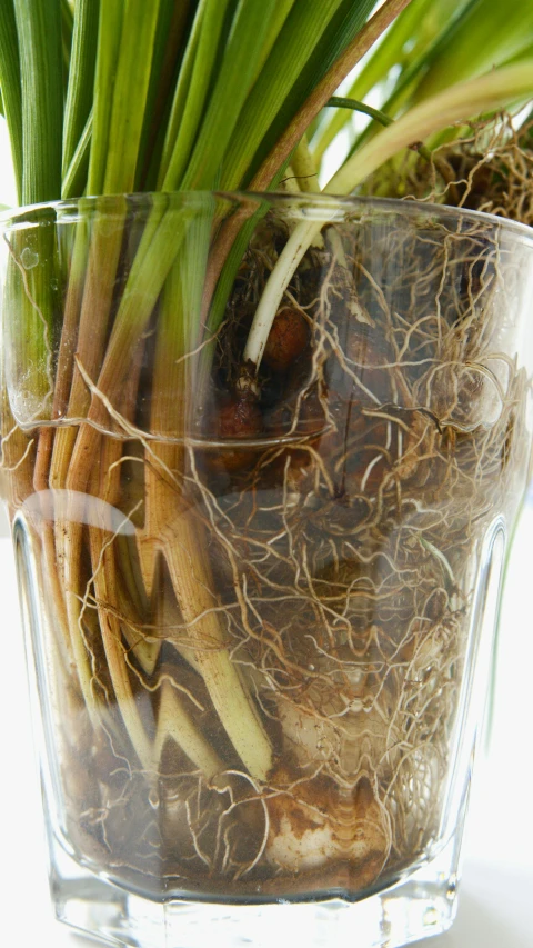 green leaves are growing in a clear glass vase