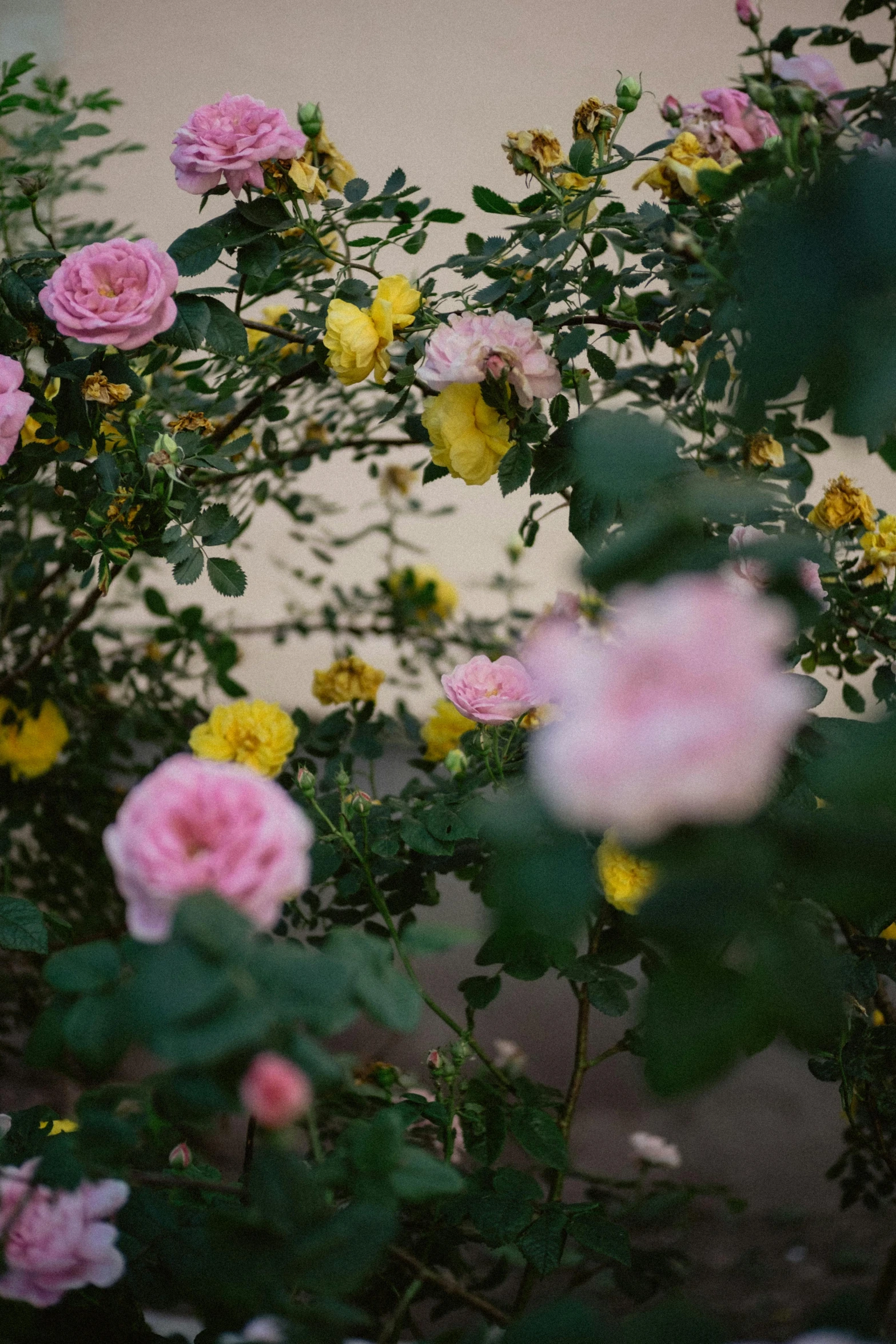 pink roses growing outside on a sunny day