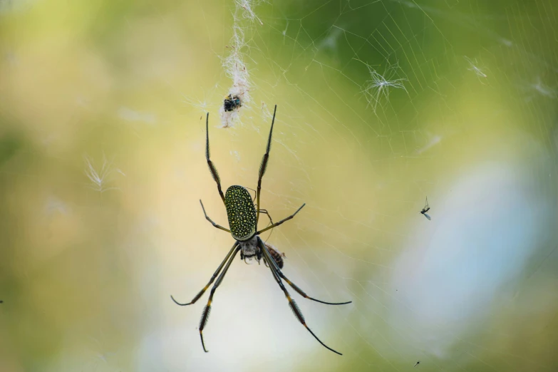 a spider sitting on its web in the middle of the forest