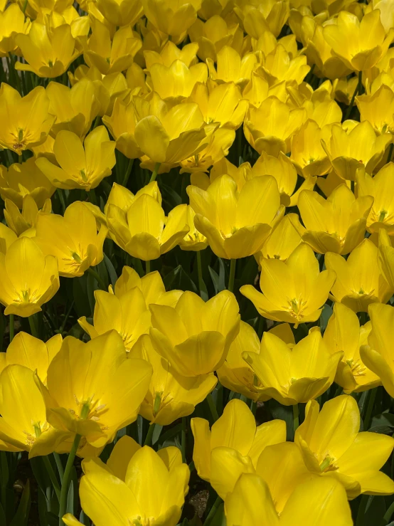 a field of flowers are all yellow in the daytime