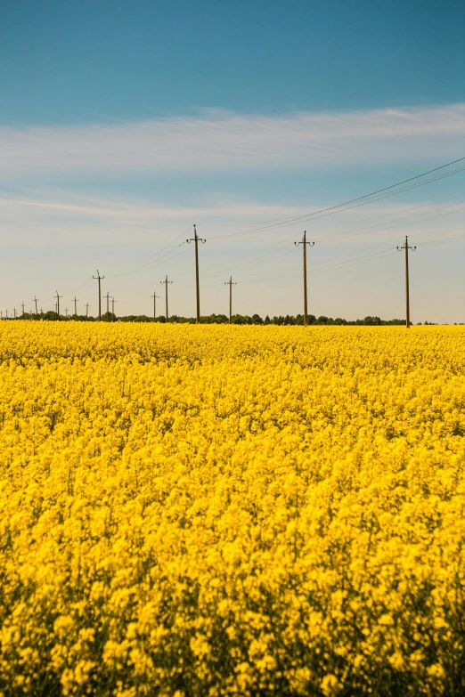 this is a yellow field with power lines