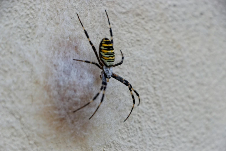 a yellow striped spider on a white surface