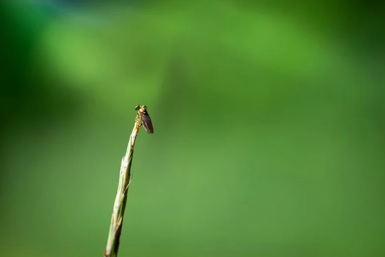 an insect sits on top of the tip of a stalk
