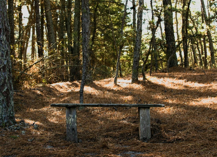a bench sitting between two trees in the woods