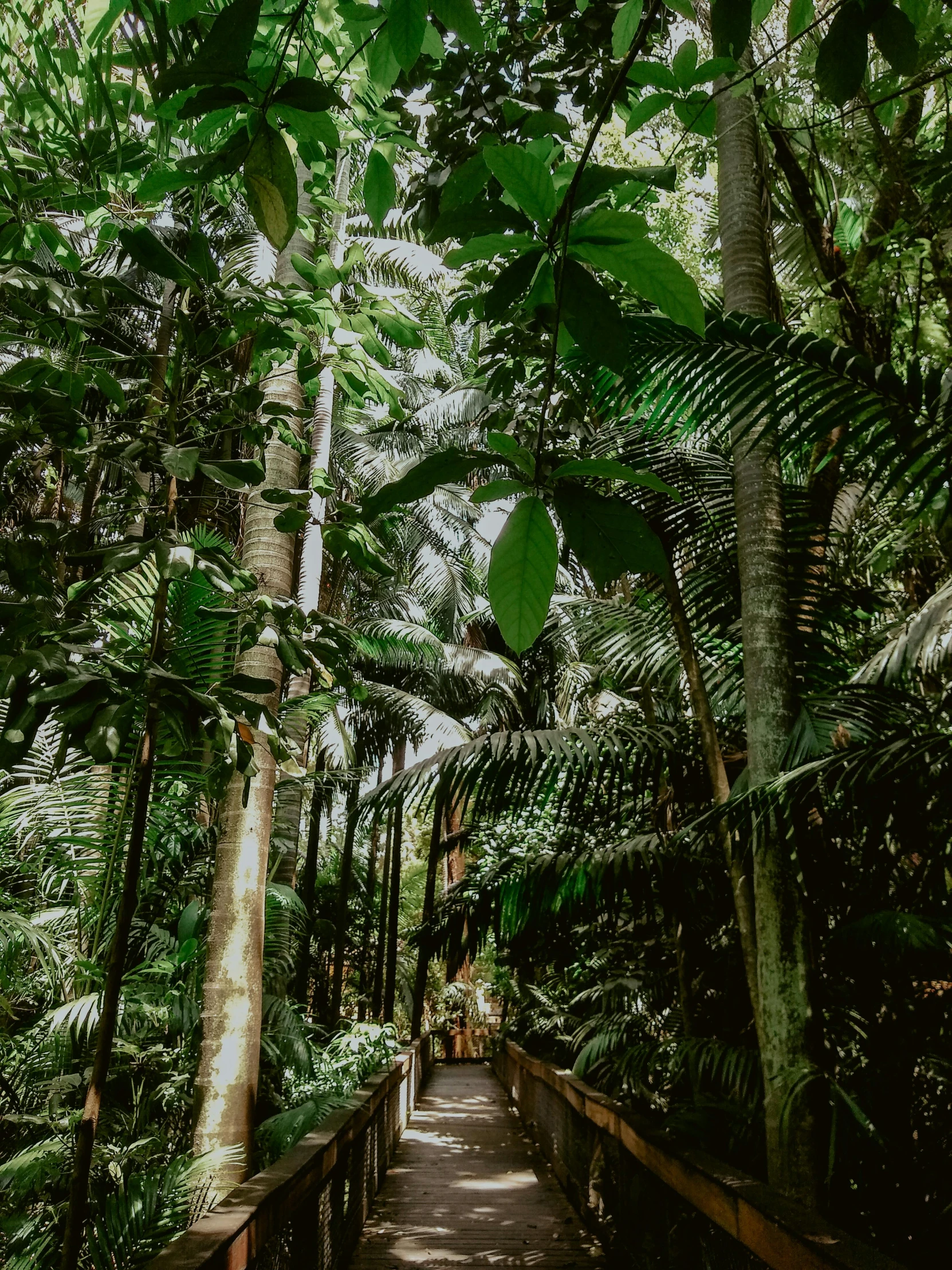 a wooden walkway leads into the jungle