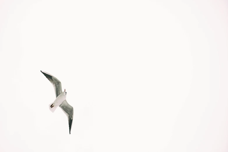 a large seagull flying high up in the sky