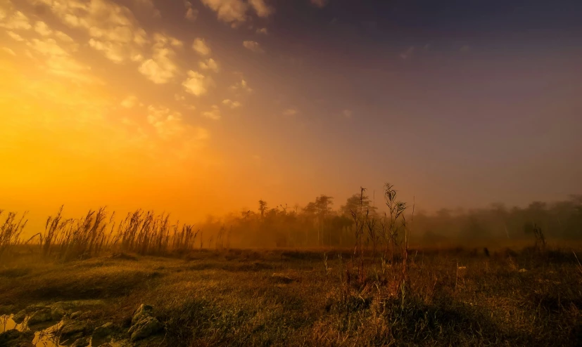 misty sunrise over grassy field in rural area