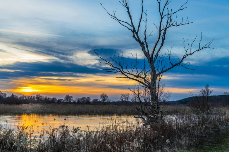 a tree sitting in a field near a body of water