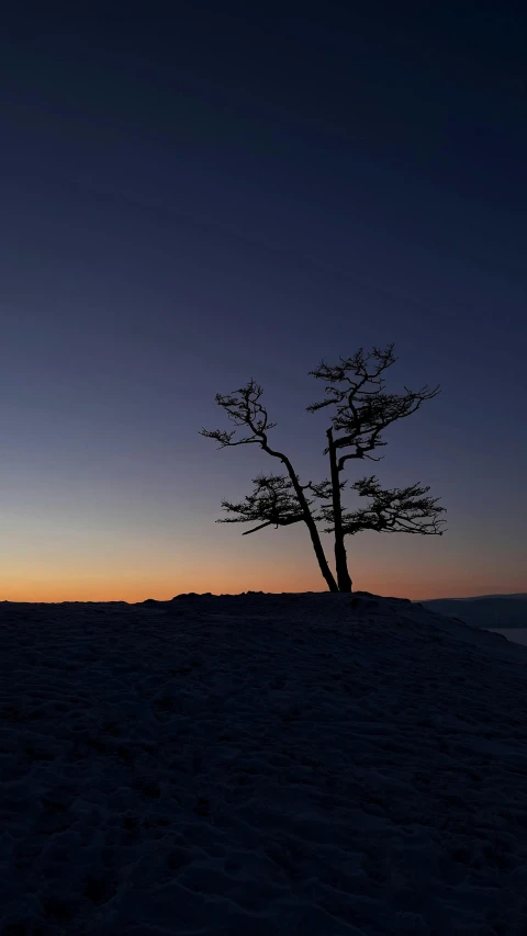 the silhouette of two trees on a beach