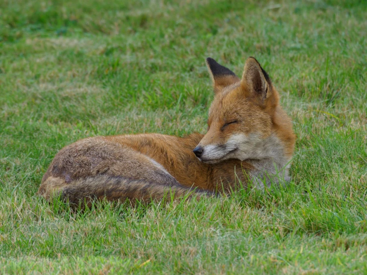 an animal that is sleeping in the grass