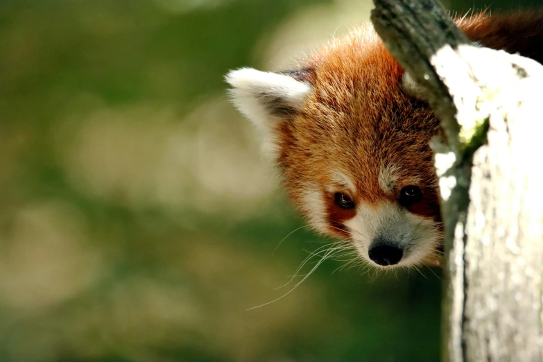 an adorable red fox peeking over the side of a wooden wall