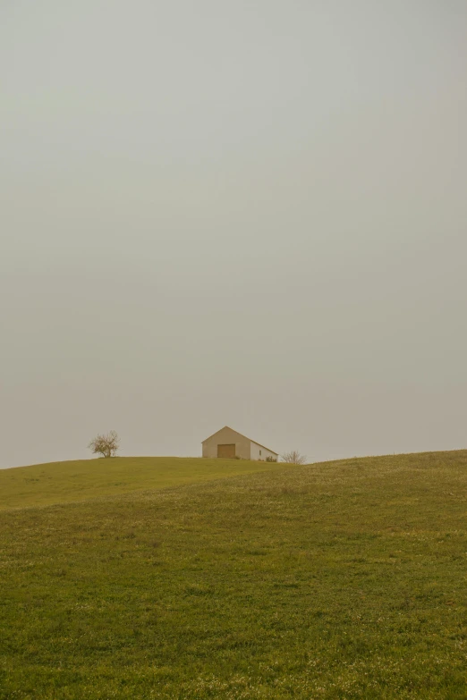 a sheep standing on a lush green hill covered in grass