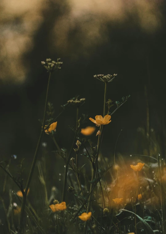 some small yellow flowers in a field