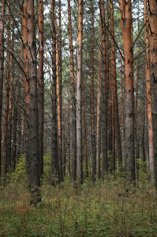 a view of an evergreen forest with tall trees