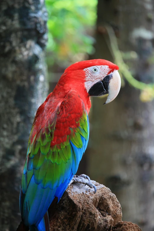 a very pretty red and green parrot on top of a tree stump