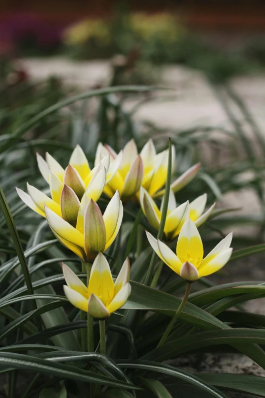 a group of yellow and white flowers in some plants