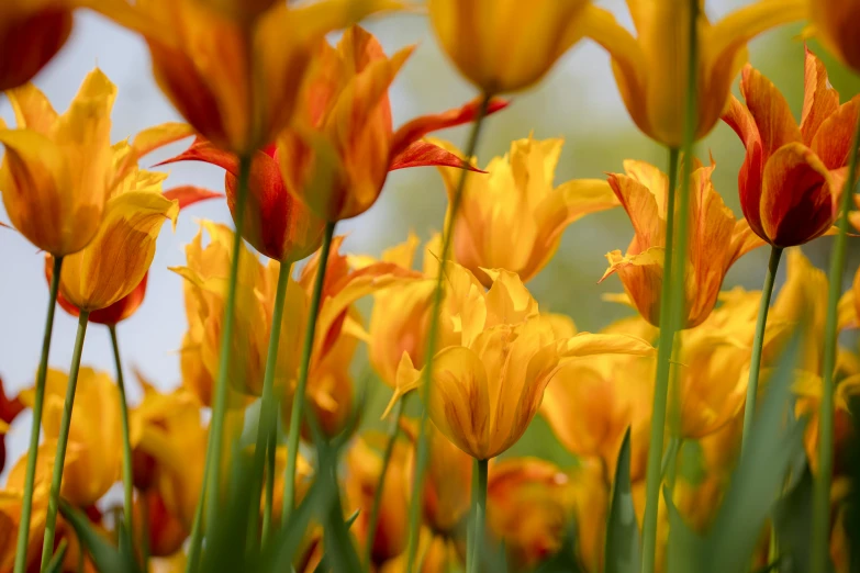 yellow and orange flowers in a field with trees in the background