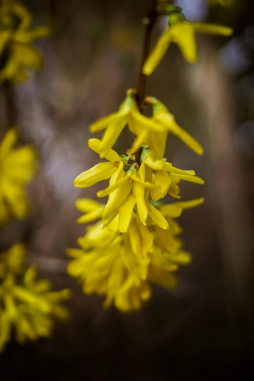 a nch with bright yellow flowers on it