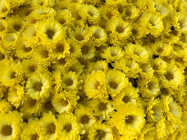 a bunch of bright yellow flowers are next to each other