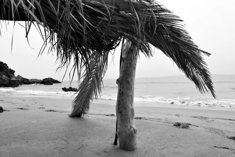 a palm tree sits on a sandy beach