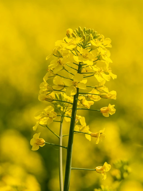 a tall yellow flower next to green leaves