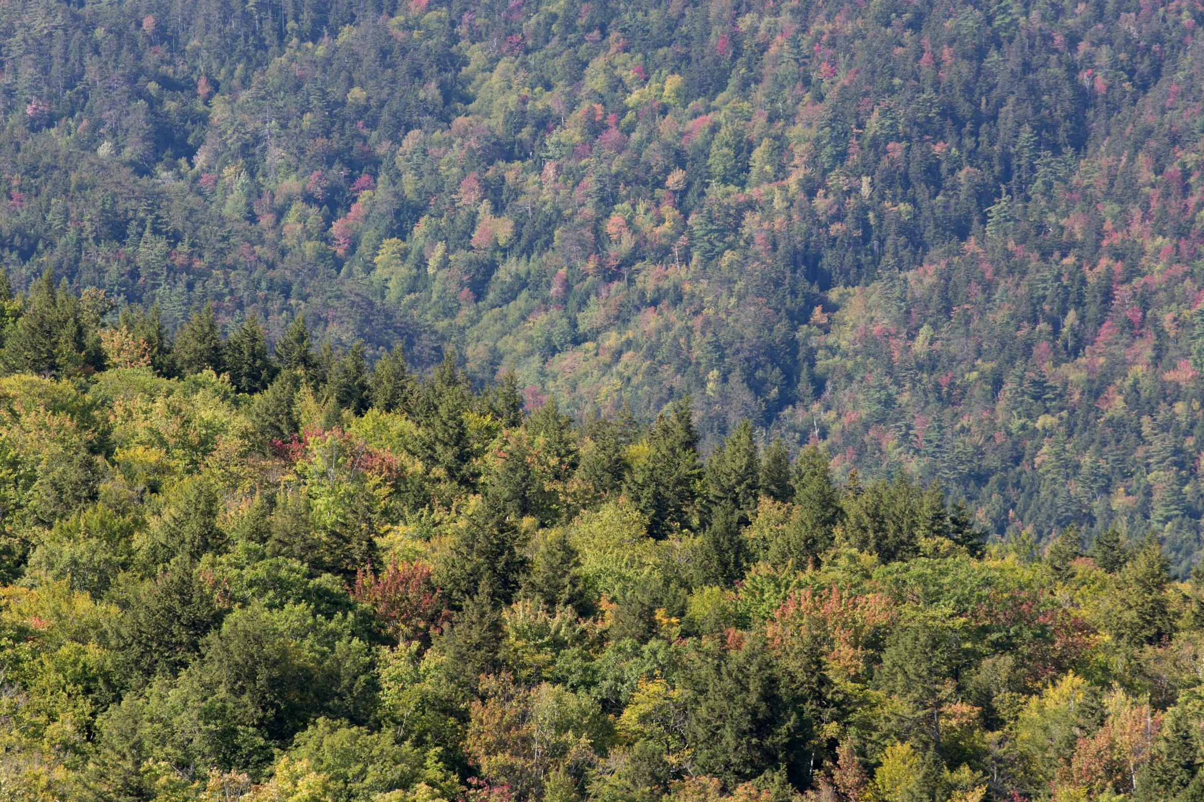 some large forested mountains are covered with trees