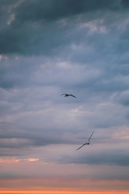 two birds flying in a cloudy blue sky