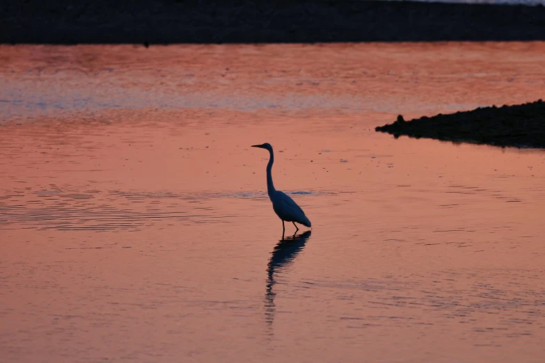 a long necked heron wades through a pink sunset