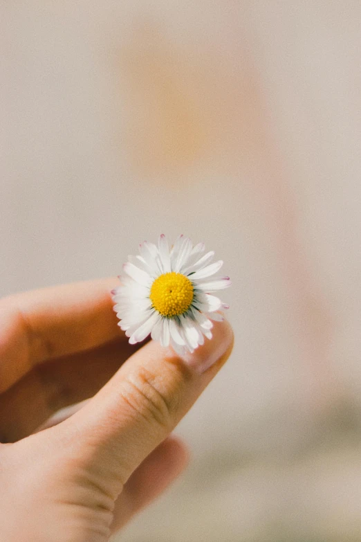 a person holding a tiny daisy in their hand