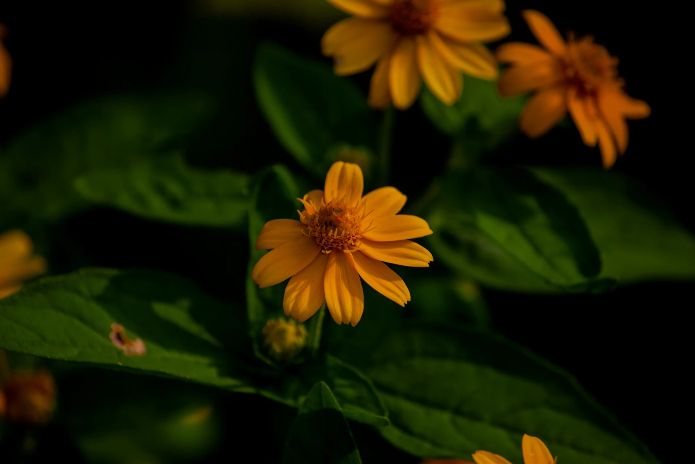 yellow flowers are growing along the dark green leaves