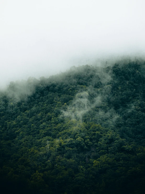 a very foggy hill near some trees