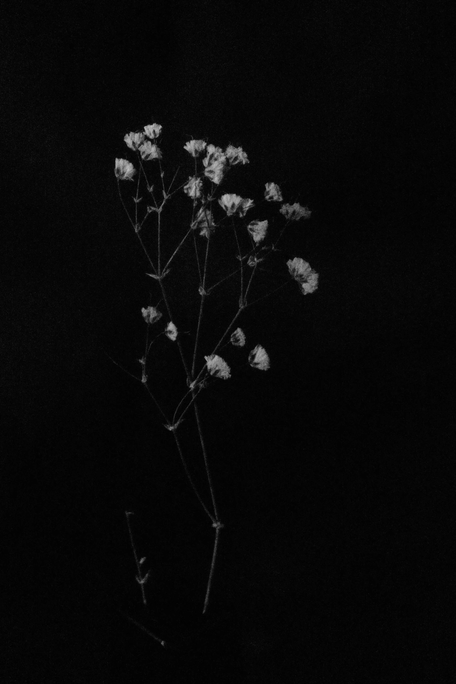 a black and white po of some kind of flower