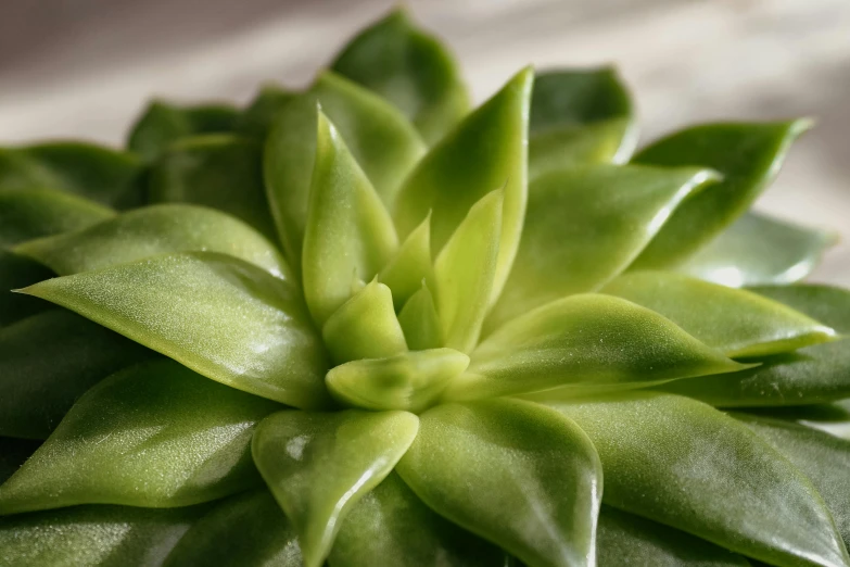 closeup view of a green flower head