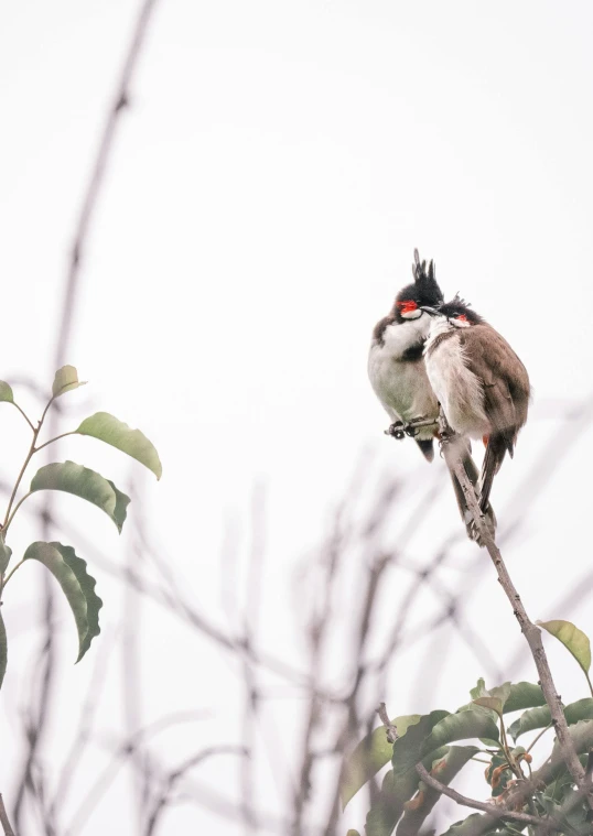 a bird perched on top of a tree nch