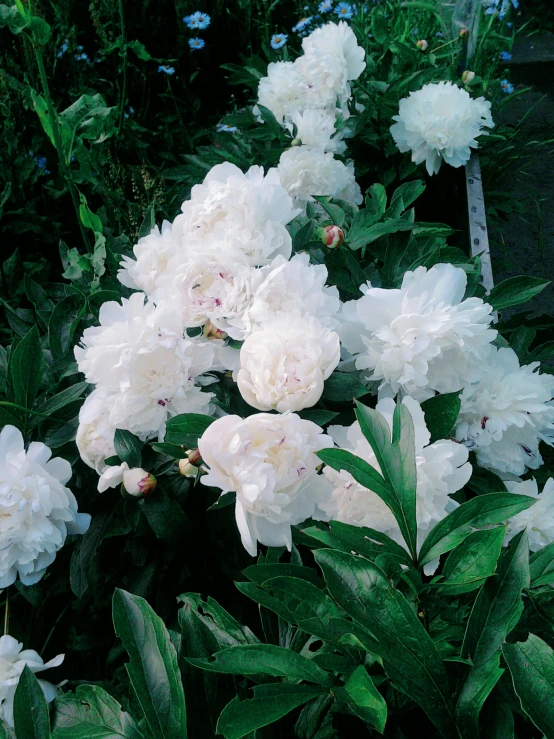 a bunch of white flowers is on the bush