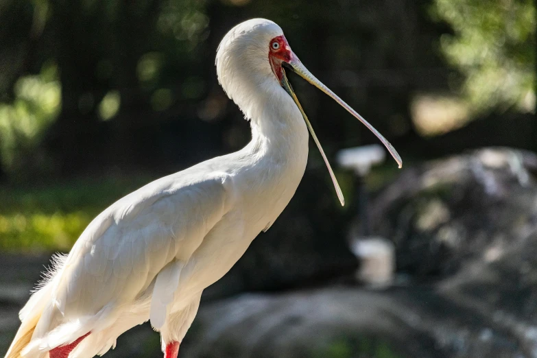 a white bird with large beak standing on rocks in front of a forest