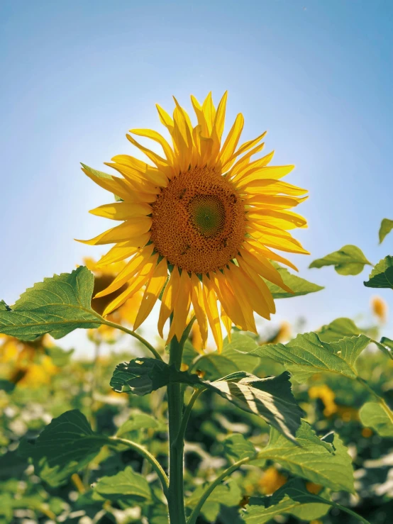 a sunflower in a field with leaves and sky