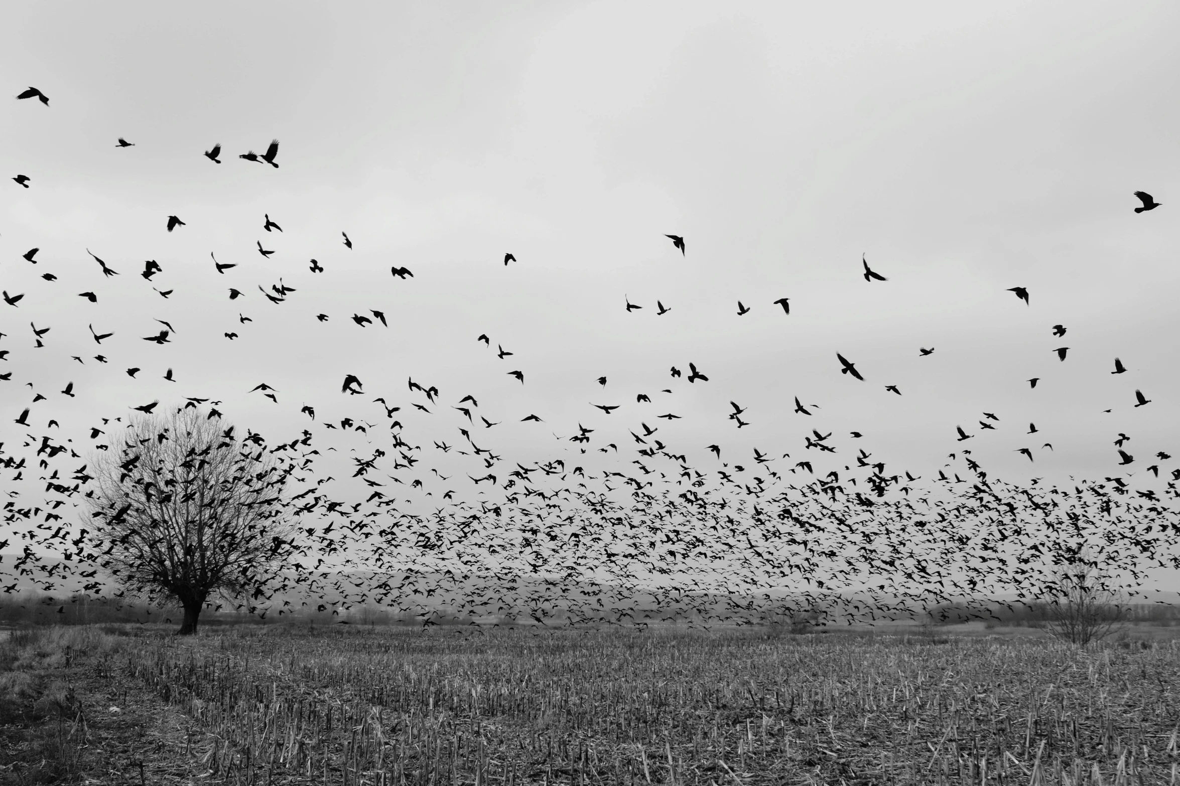 a flock of birds flying in a cloudy sky over a field