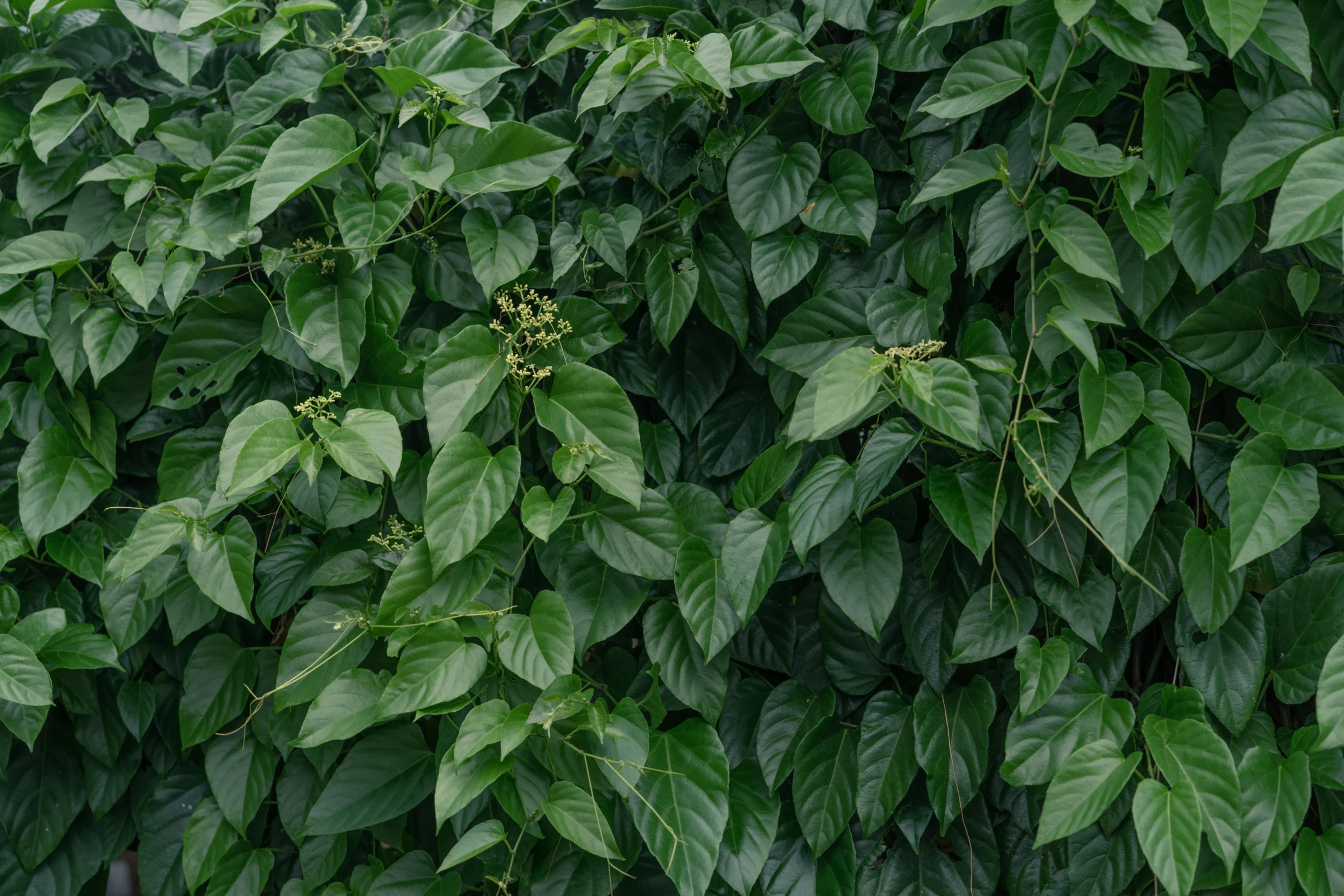 a very large plant in front of a wall full of leaves