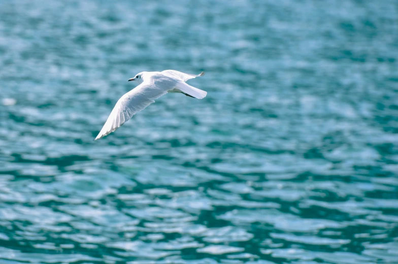 a bird that is flying over some water