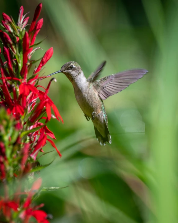 a bird that is flying through the air