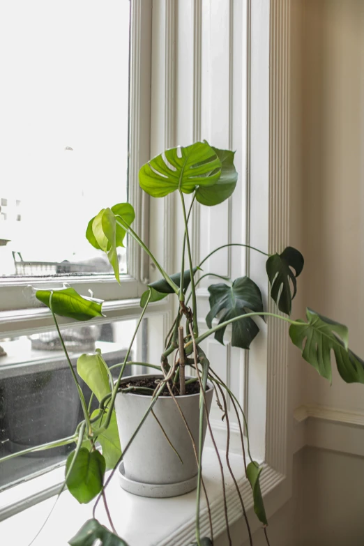 a plant in the window by a white wall