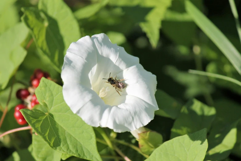 white flower with a honey fly inside of it