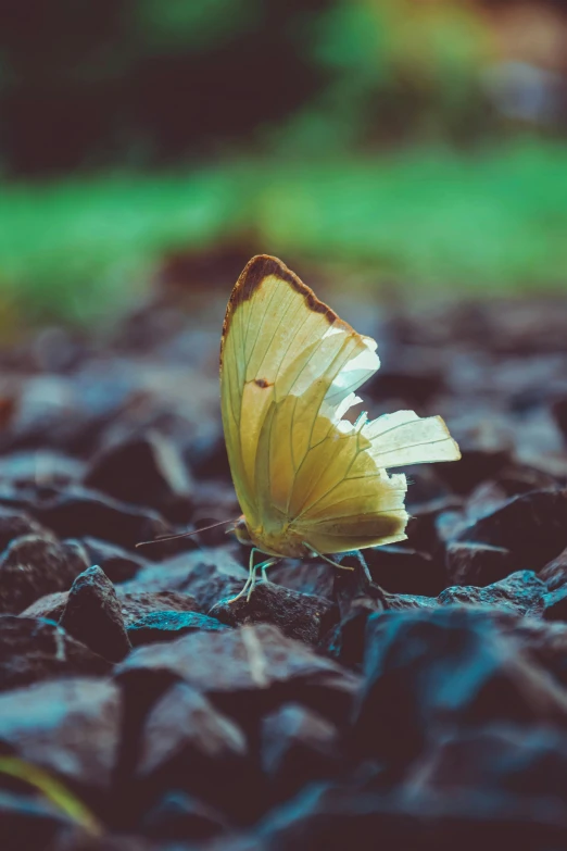 a yellow erfly is resting on some rocks