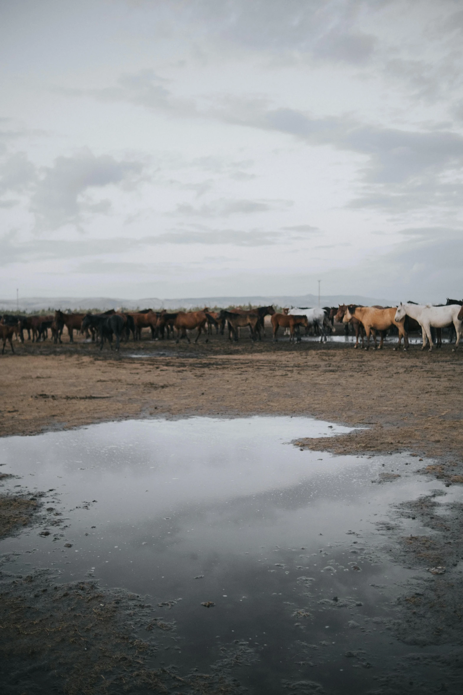 a large herd of horses standing near a small pool