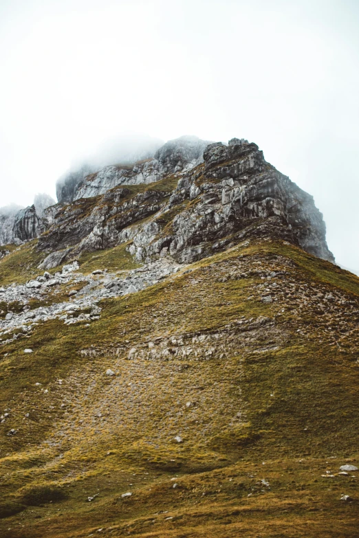 a group of animals standing on the side of a hill