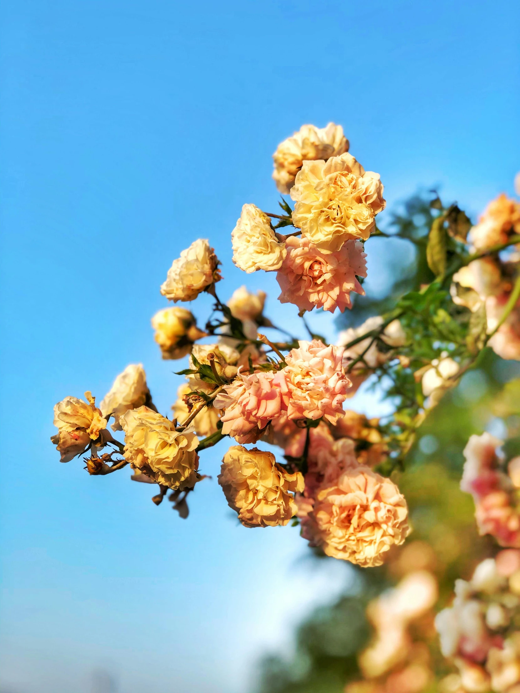 a bunch of flowers growing outside against the blue sky